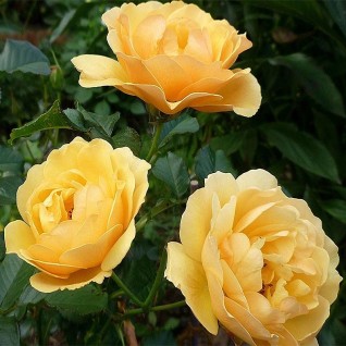 Ruža Amber Kvin