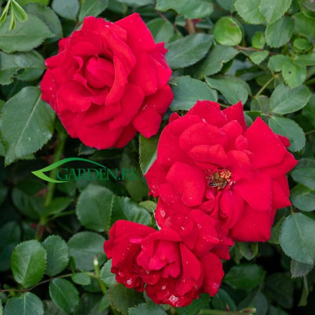 Ruža Baykal