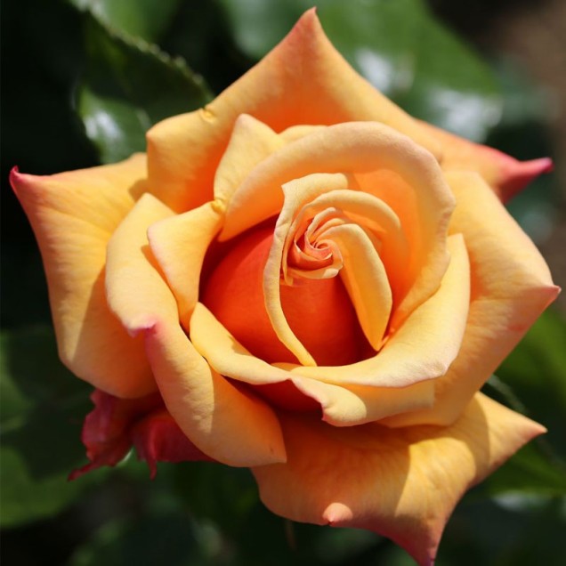 Ruža Belle Epoque