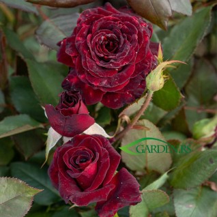 Ruža Black Baccara