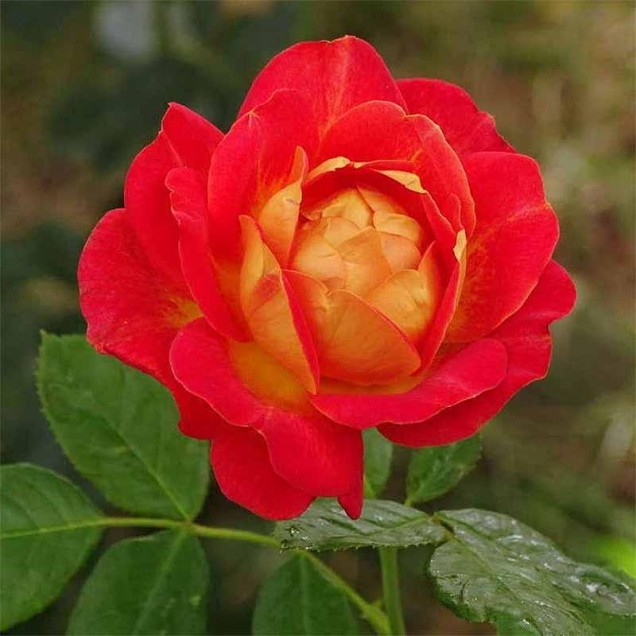 Ruža Bolchoi