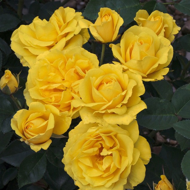 Ruža Carte D’ or