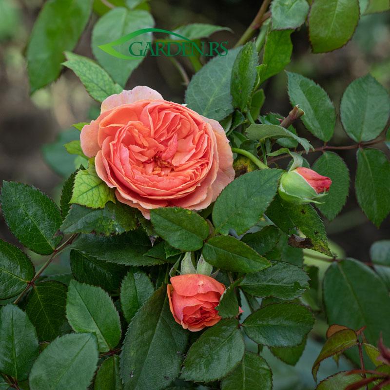 Ruža Chippendale