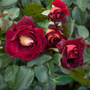 Ruža Eddy Mitchell