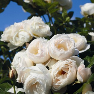 Ruža Etersen Klosterrose