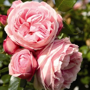 Ruža Giardina