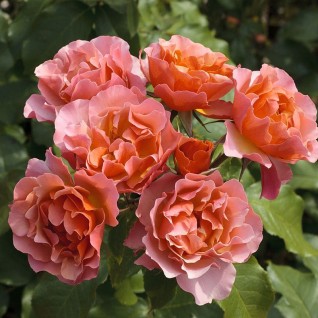Ruža Jean Cocteau
