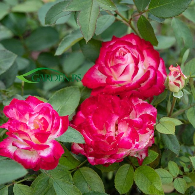 Ruža Jubile prince de Monaco