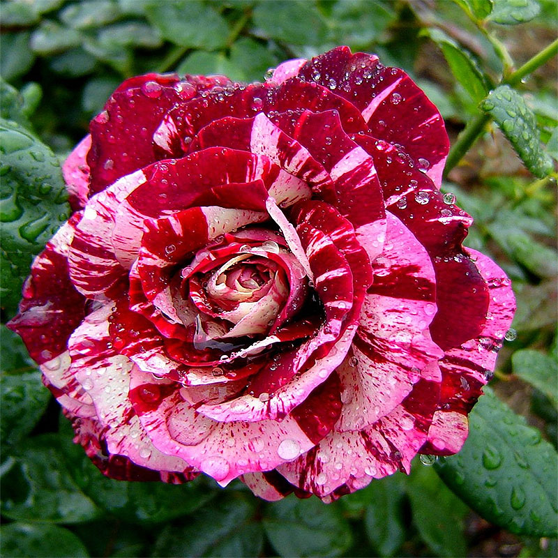 Ruža Julio Iglesias