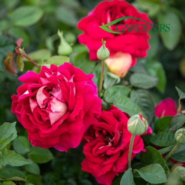 Ruža Kronenburg