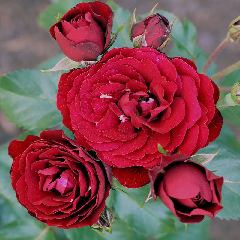 Ruža Lavaglut