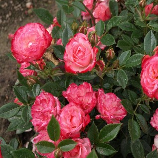 Ruža mini roze