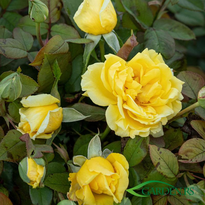 Ruža Nicolas Hulot