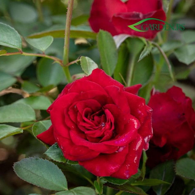 Ruža Nicolo Paganini