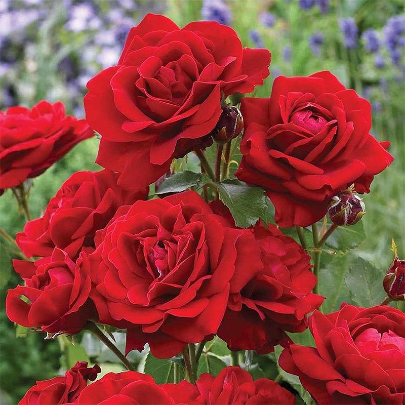 Ruža Nikolo Paganini