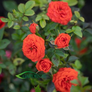Ruža Orange Juwel