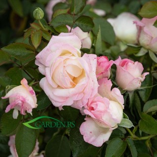 Ruža Princess de Monaco