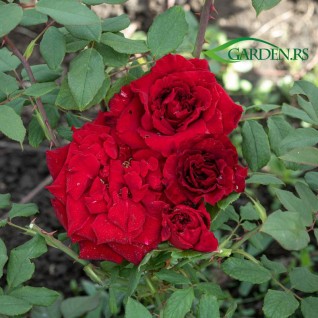 Ruža Red Berlin