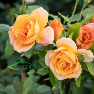 Ruža Remy Martin