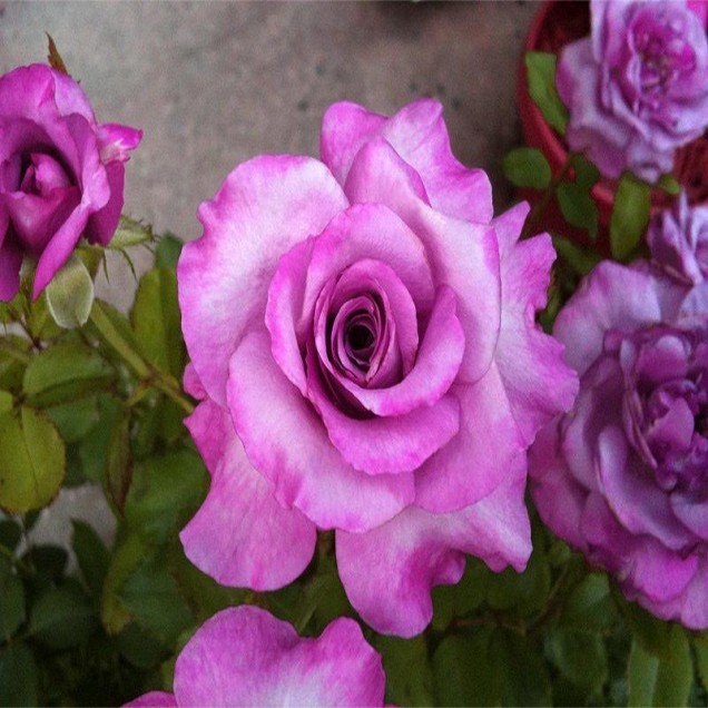 Ruža Šoking blu
