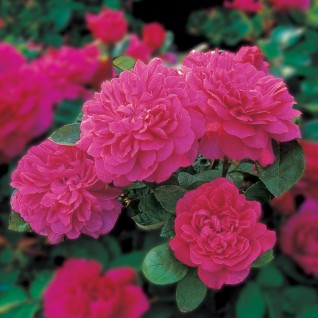 Ruža Sophy’s Rose