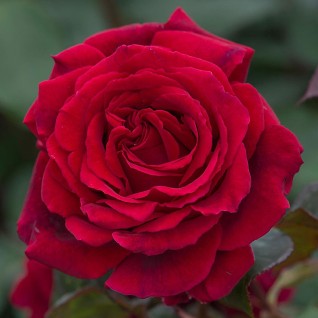 Ruža Velvet Fragrance