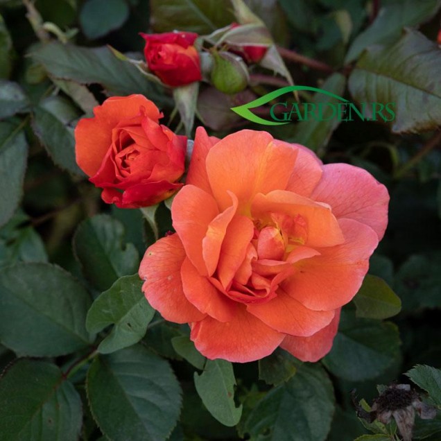 Ruža Westerland