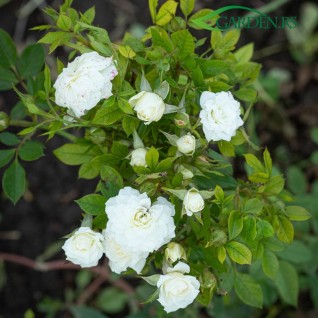 Ruža White Gem