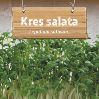 Salata kres seme