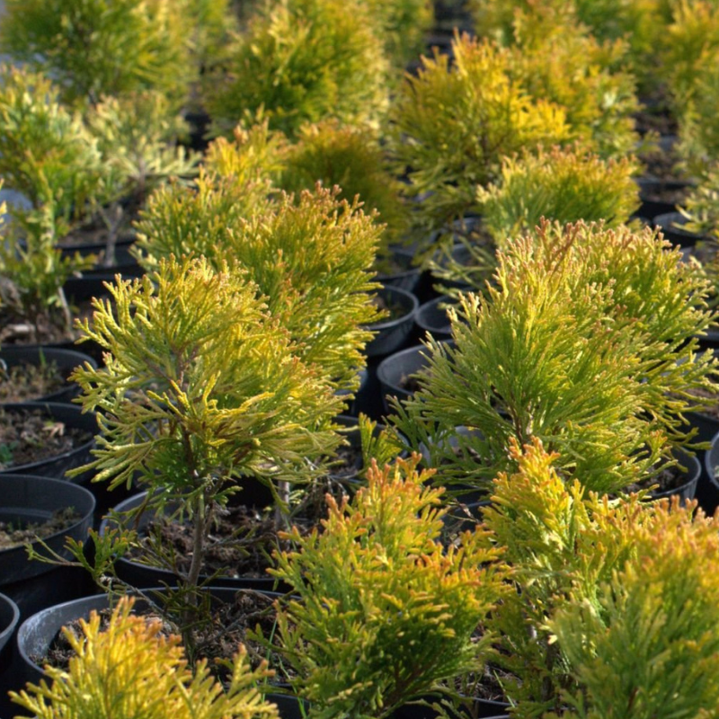 Tuja loptasta Mirjam