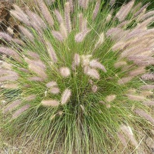 Ukrasna trava-Pennisetum Alopecuroides 