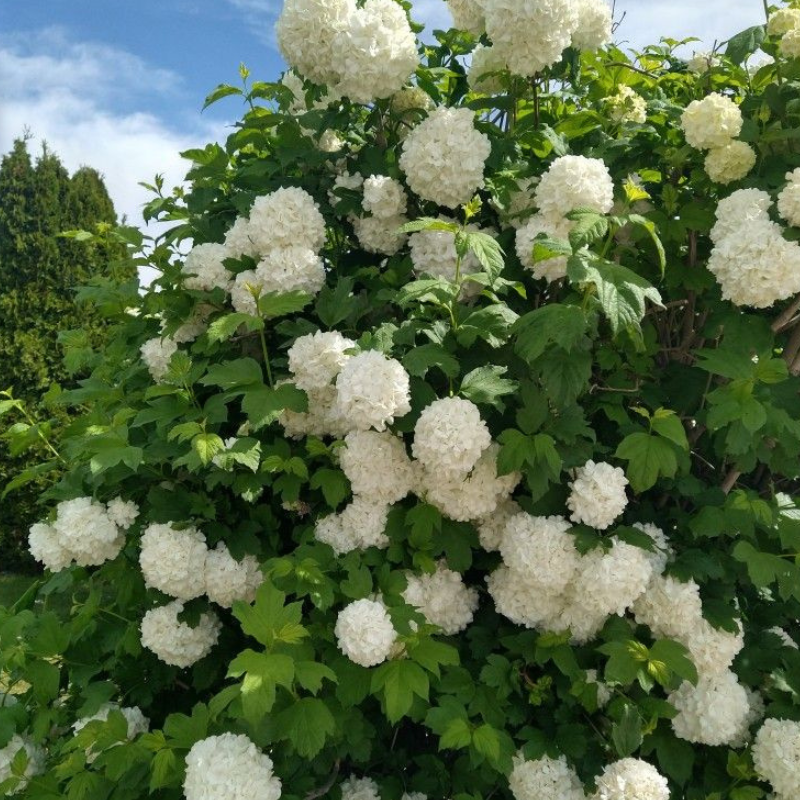 Viburnum snežna grudva