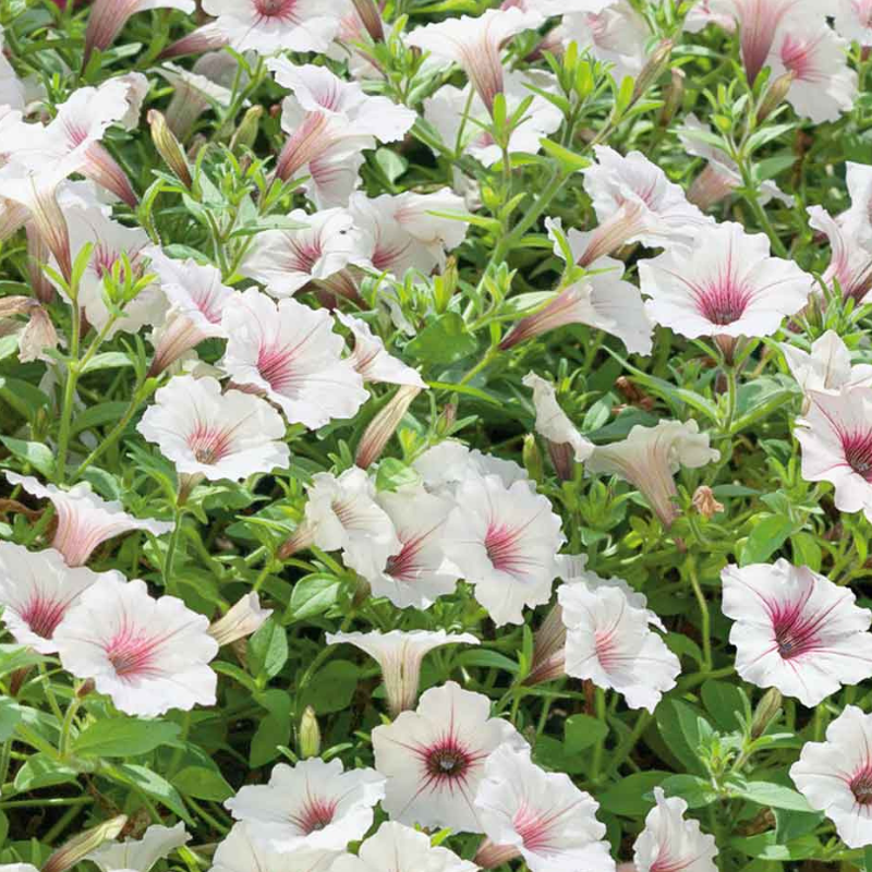 Vista petunija svetlo roze