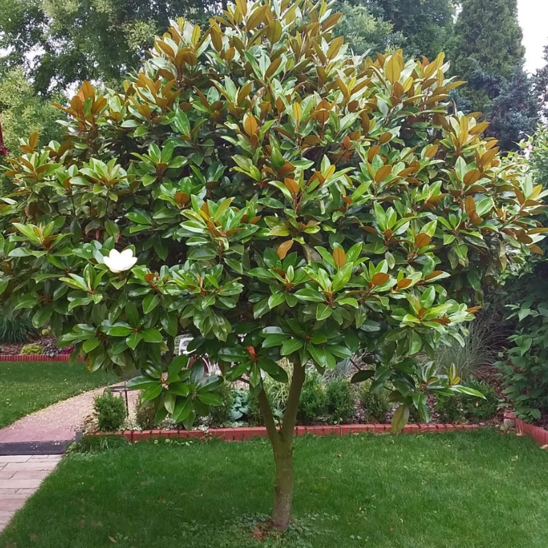Zimzelena magnolija - Grandiflora